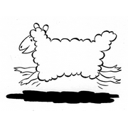 schaap