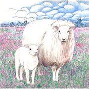 Schapen&nbsp;op&nbsp;de&nbsp;hei