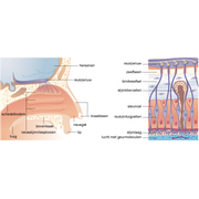 reuk,neusdoorsnede&nbsp;en&nbsp;zintuigcellen