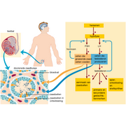 hormonen&nbsp;van&nbsp;de&nbsp;man