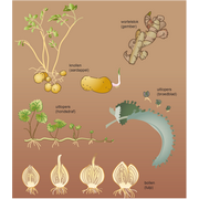 Ongeslachtelijke&nbsp;voortplanting&nbsp;bij&nbsp;planten