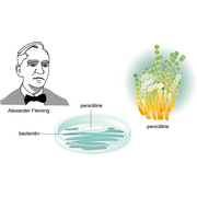 Alexander&nbsp;Fleming&nbsp;ontdekte&nbsp;de&nbsp;werking&nbsp;van&nbsp;penicilline