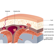 doorsnede&nbsp;door&nbsp;de&nbsp;hersenen,&nbsp;hersenvliezen