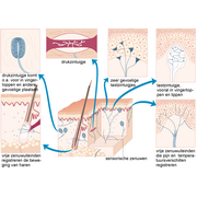 zintuigjes&nbsp;voor&nbsp;tast&nbsp;en&nbsp;temperatuur&nbsp;in&nbsp;de&nbsp;huid