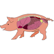 ingewanden&nbsp;van&nbsp;een&nbsp;varken