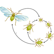 levenscyclus&nbsp;van&nbsp;een&nbsp;bladluis