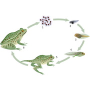 levenscyclus&nbsp;van&nbsp;een&nbsp;kikker