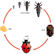 levenscyclus&nbsp;van&nbsp;een&nbsp;onzelieveheersbeestje