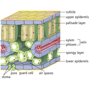 doorsnede&nbsp;van&nbsp;een&nbsp;blad