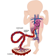 bloedsomloop&nbsp;foetus