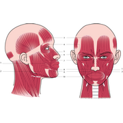 spieren&nbsp;van&nbsp;het&nbsp;hoofd&nbsp;van&nbsp;de&nbsp;mens