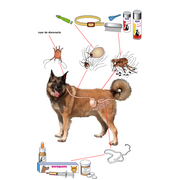 parasieten,&nbsp;die&nbsp;bij&nbsp;de&nbsp;hond&nbsp;voorkomen