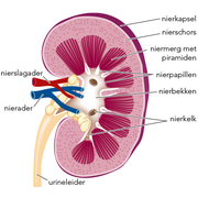 doorsnede&nbsp;van&nbsp;een&nbsp;nier&nbsp;
