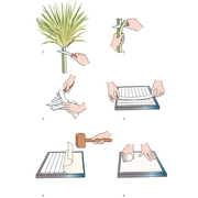 papier&nbsp;maken&nbsp;met&nbsp;de&nbsp;papyrusplant